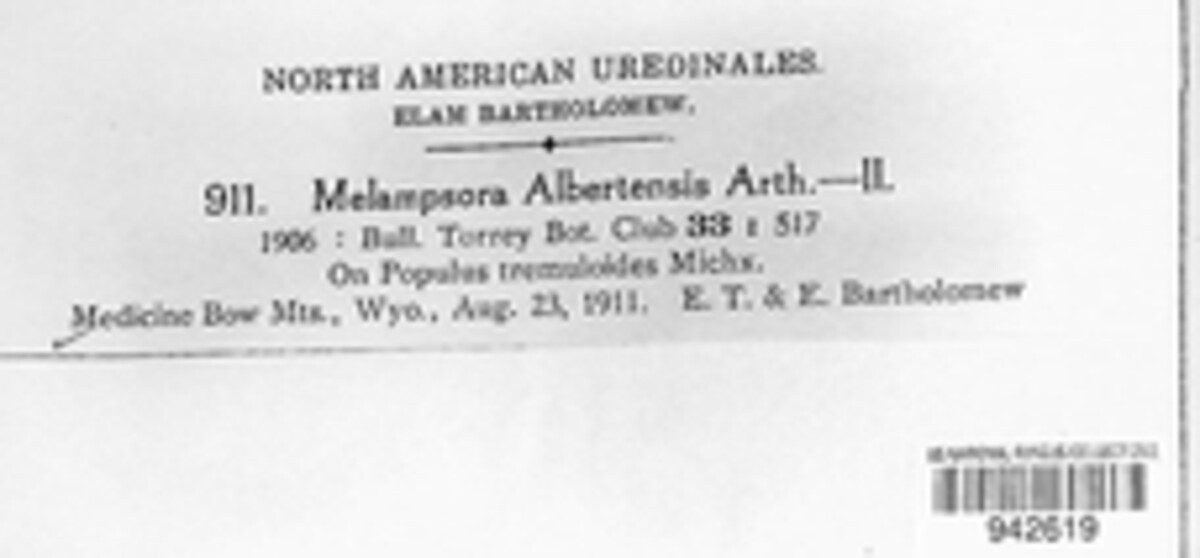 Melampsora medusae image
